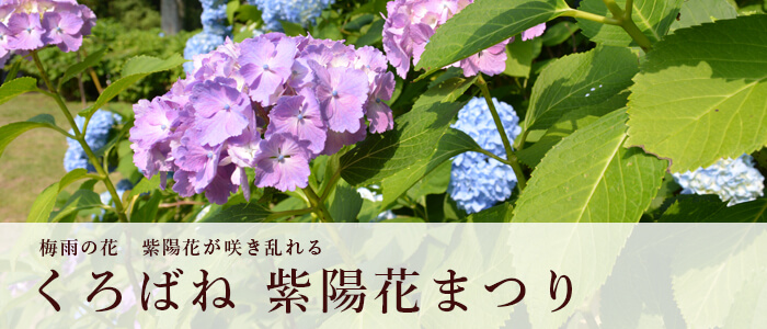 くろばね紫陽花まつり