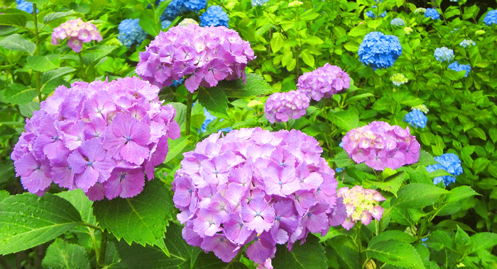 くろばね紫陽花まつり & 黒羽城址公園