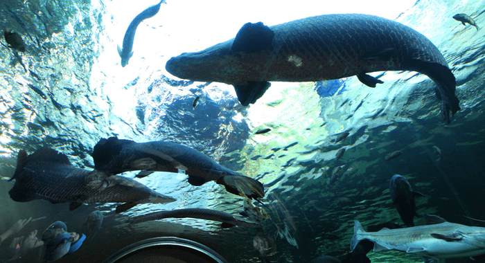 なかがわ水遊園